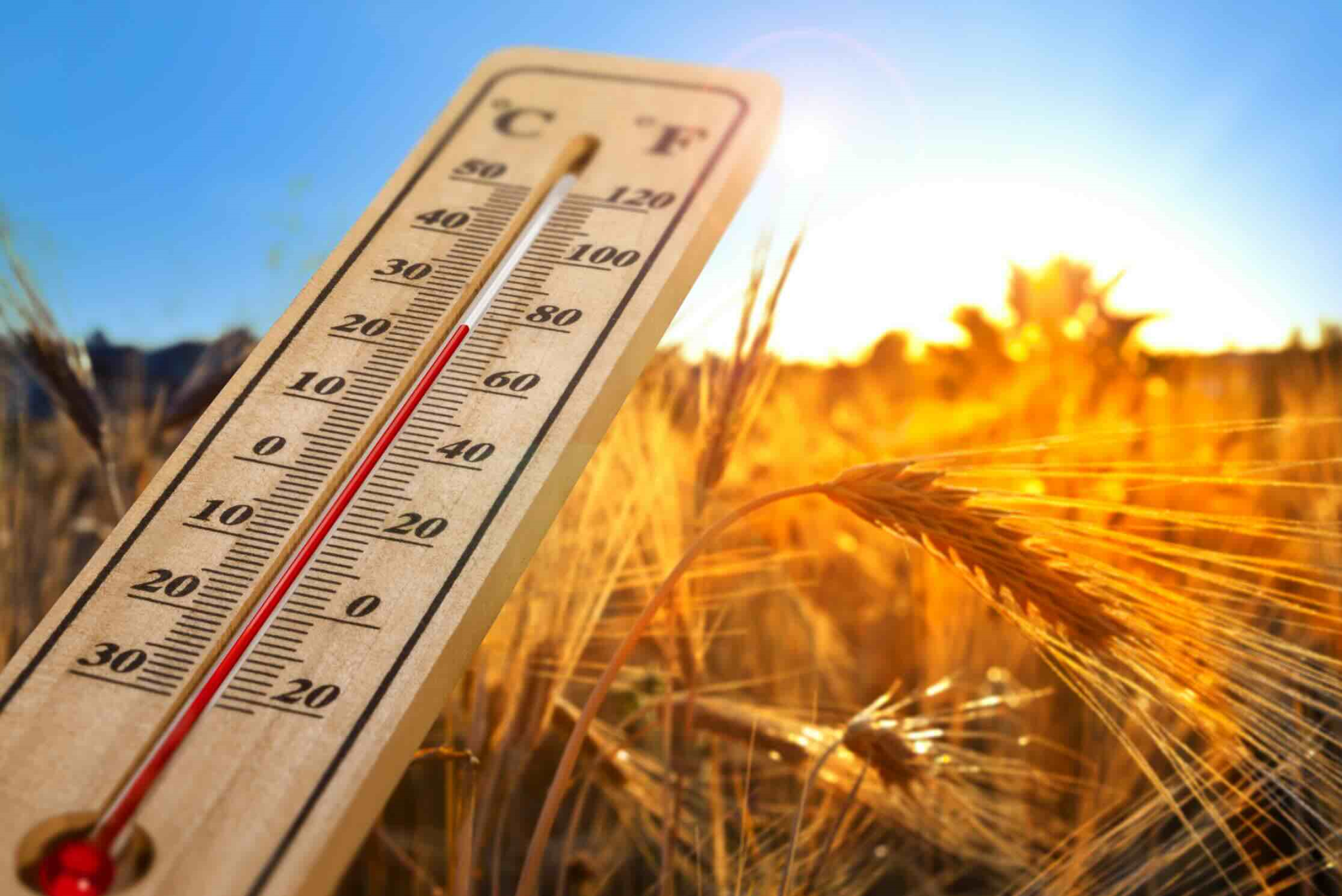 Illustration Canicule agriculture © iStock-ugurhan.jpg